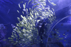 <b>其研发的海神-III蛋白分离器可将水体氮磷含量控</b>